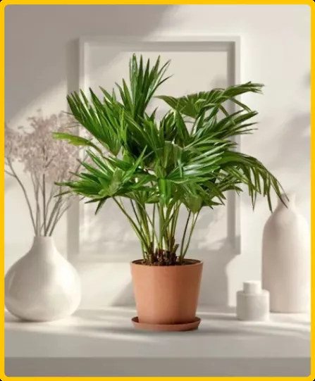 Live Plants