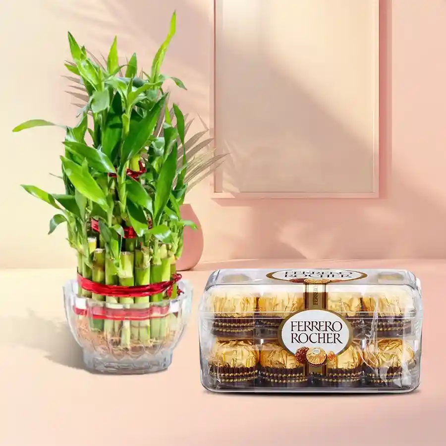 A premium two-tier bamboo plant in a glass pot accompanied by 16 Ferrero Rocher chocolates, ideal for thoughtful gifting.