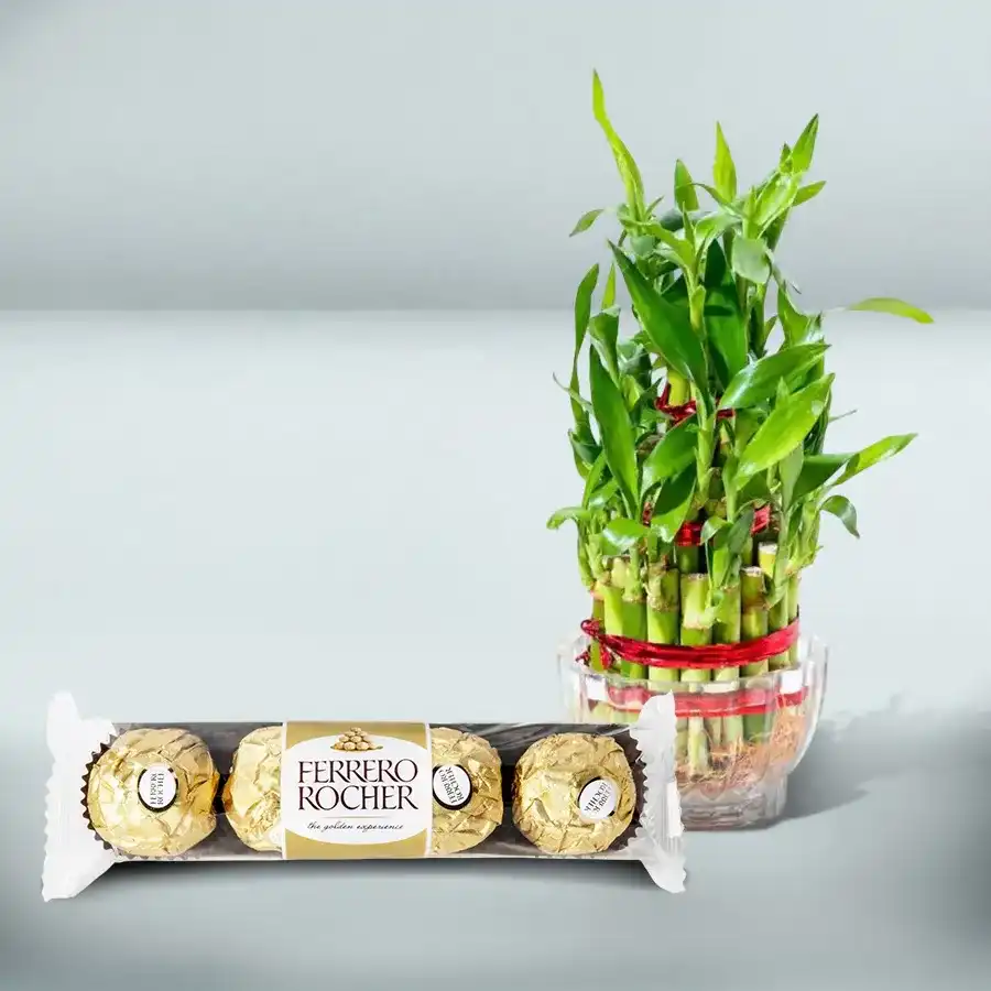 Exotic 2 Tier Bamboo Plant in a glass pot with Ferrero Rocher chocolates.