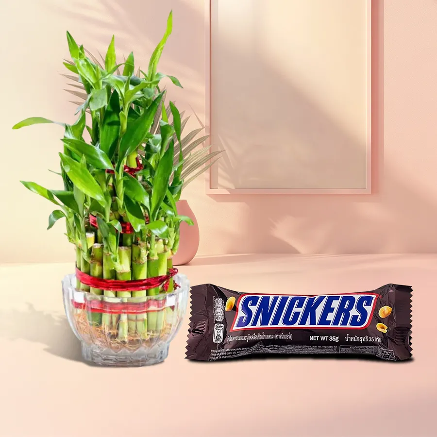 Classic Double Layer Bamboo Plant in Glass Pot with Snickers Chocolate Pack