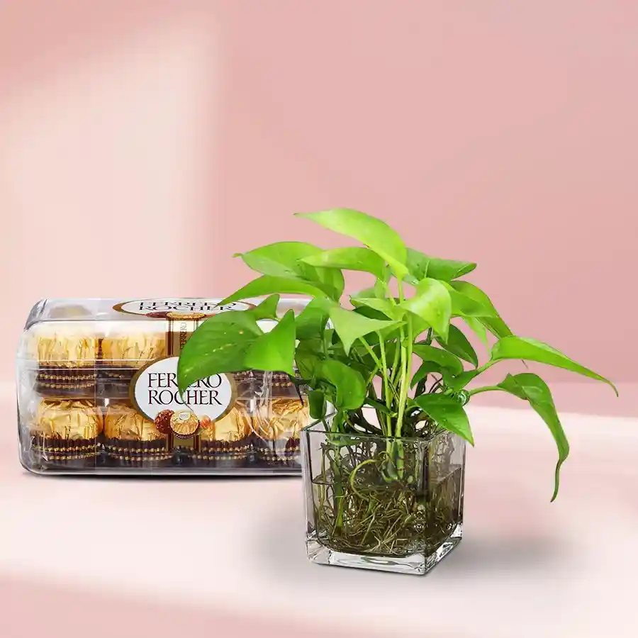 A beautiful Money Plant in a glass vase accompanied by 16 Ferrero Rocher chocolates, perfect for gifting.
