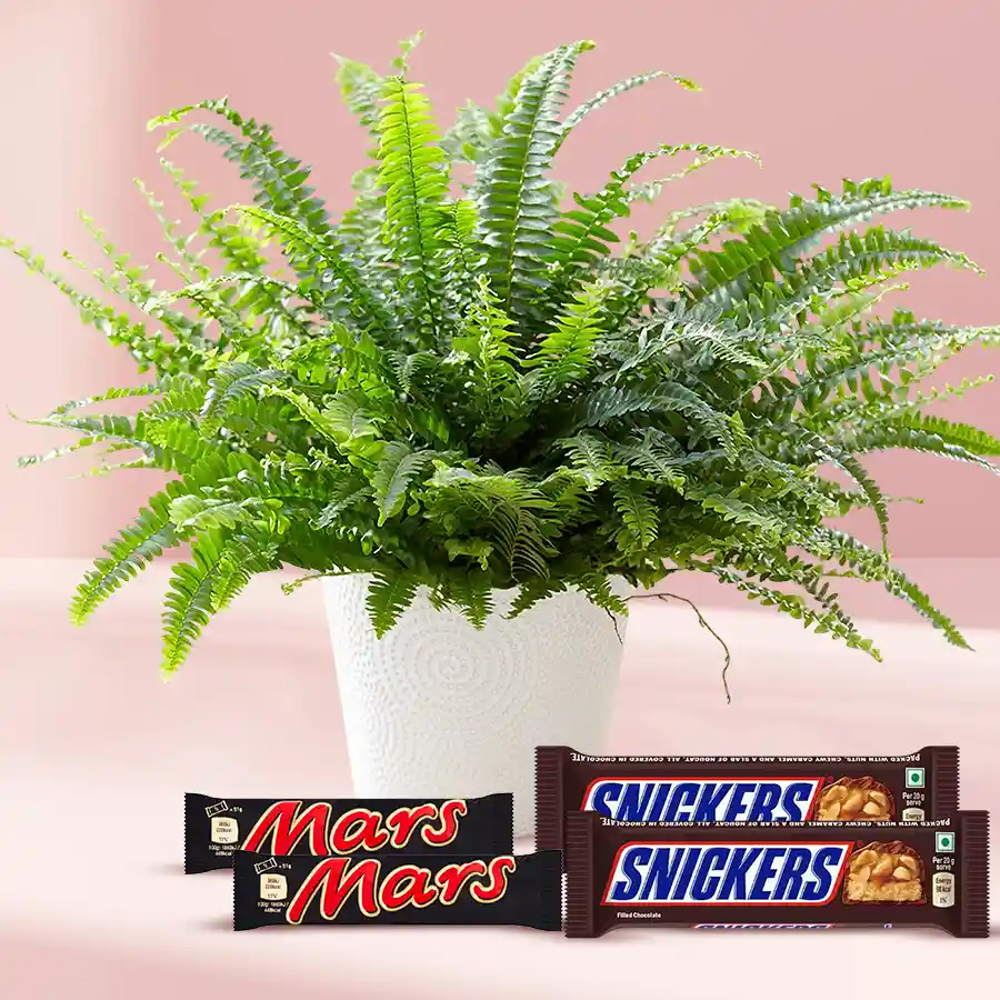 Aesthetic indoor plant with a Bostern Fern and chocolates, ideal gift combination.