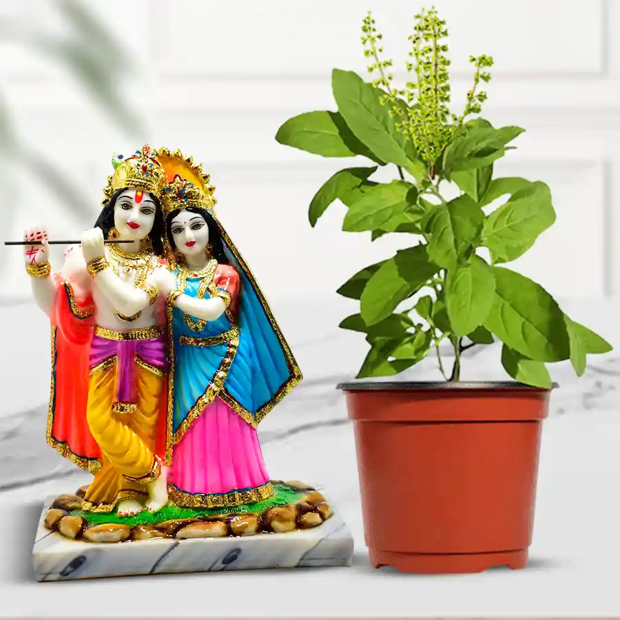 Gift set featuring a Holy Tulsi plant in a plastic pot alongside a 6-inch Radha Krishna idol, ideal for indoor spaces.