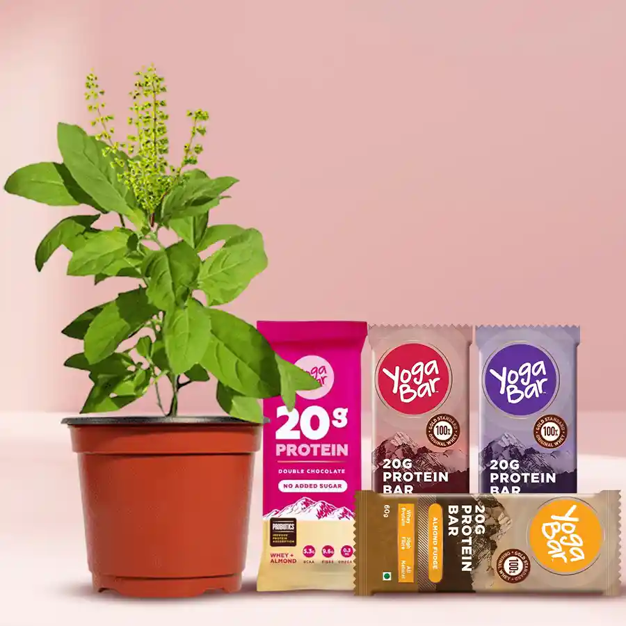 Healthy Gift Pack featuring a Holy Tulsi Plant and Yoga Protein Bars in a vibrant presentation.
