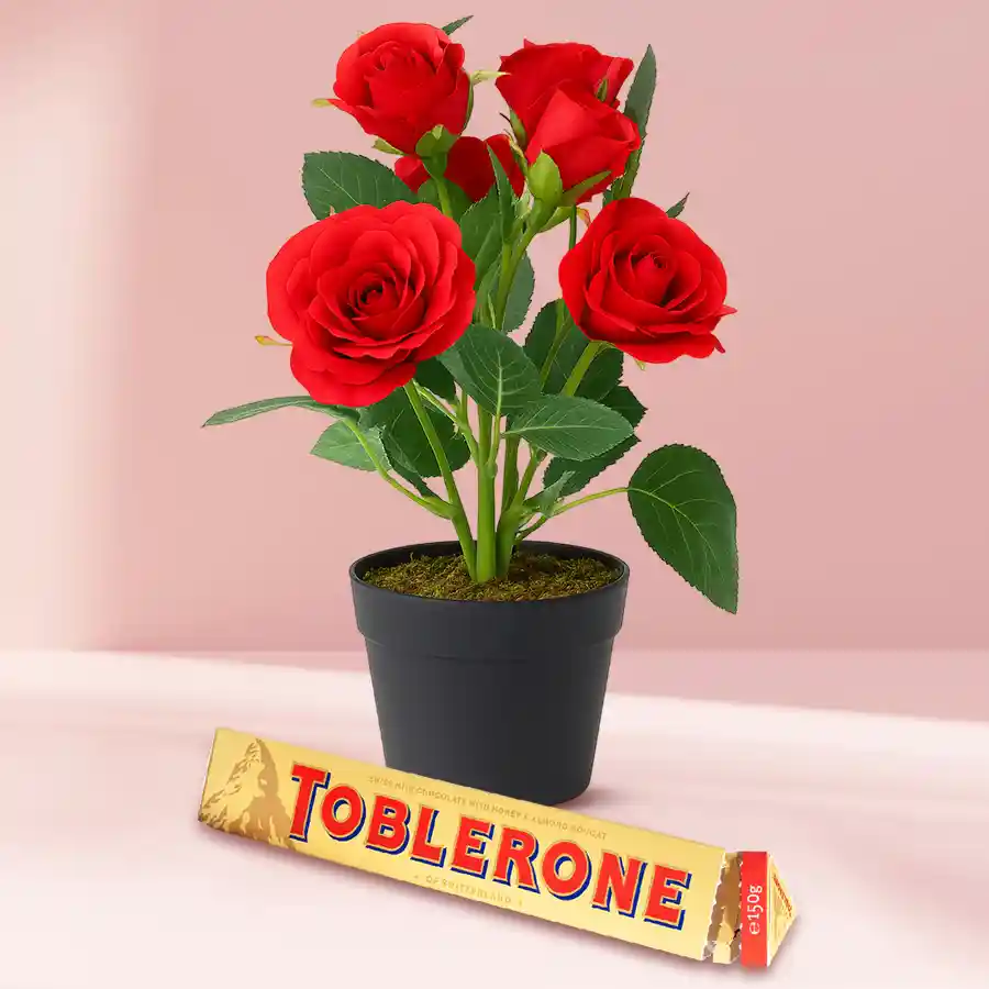 Enchanting red rose planter with Toblerone chocolate in decorative pot.