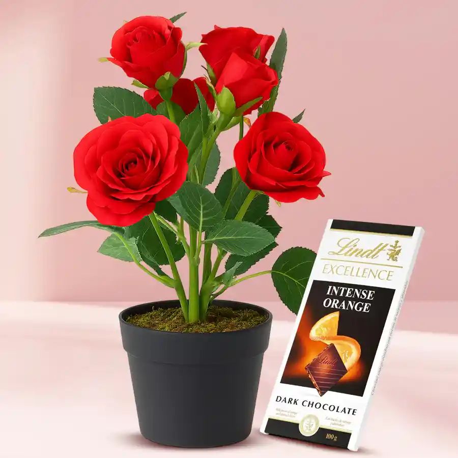 Aromatic Combo of a Red Rose Plant and Lindt Chocolate Bar in a plastic pot.