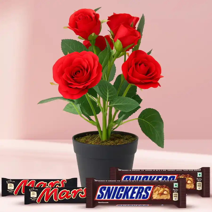 A charming red rose plant in a plastic pot, accompanied by Mars and Snickers chocolates, ideal for gifting.
