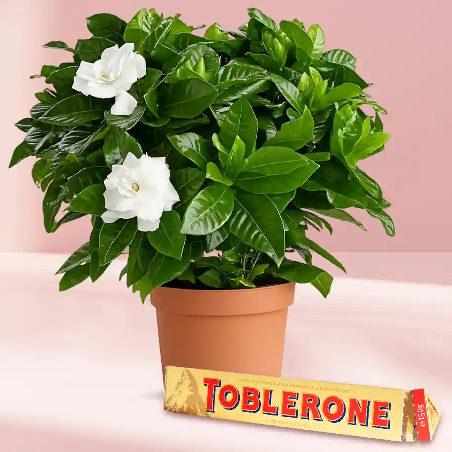 Aesthetic combo featuring a jasmine plant in a plastic pot alongside Toblerone chocolate, ideal for indoor gifting.