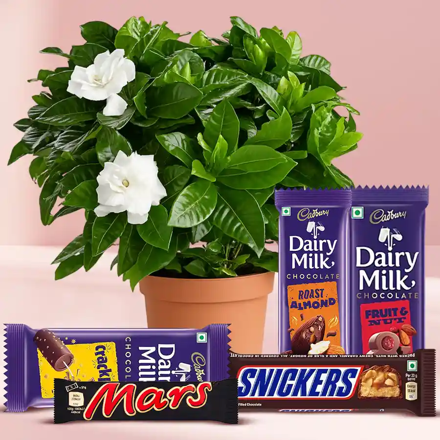 Blossom filled jasmine plant in a pot with a chocolate assortment including Mars, Snickers, and Cadbury varieties.