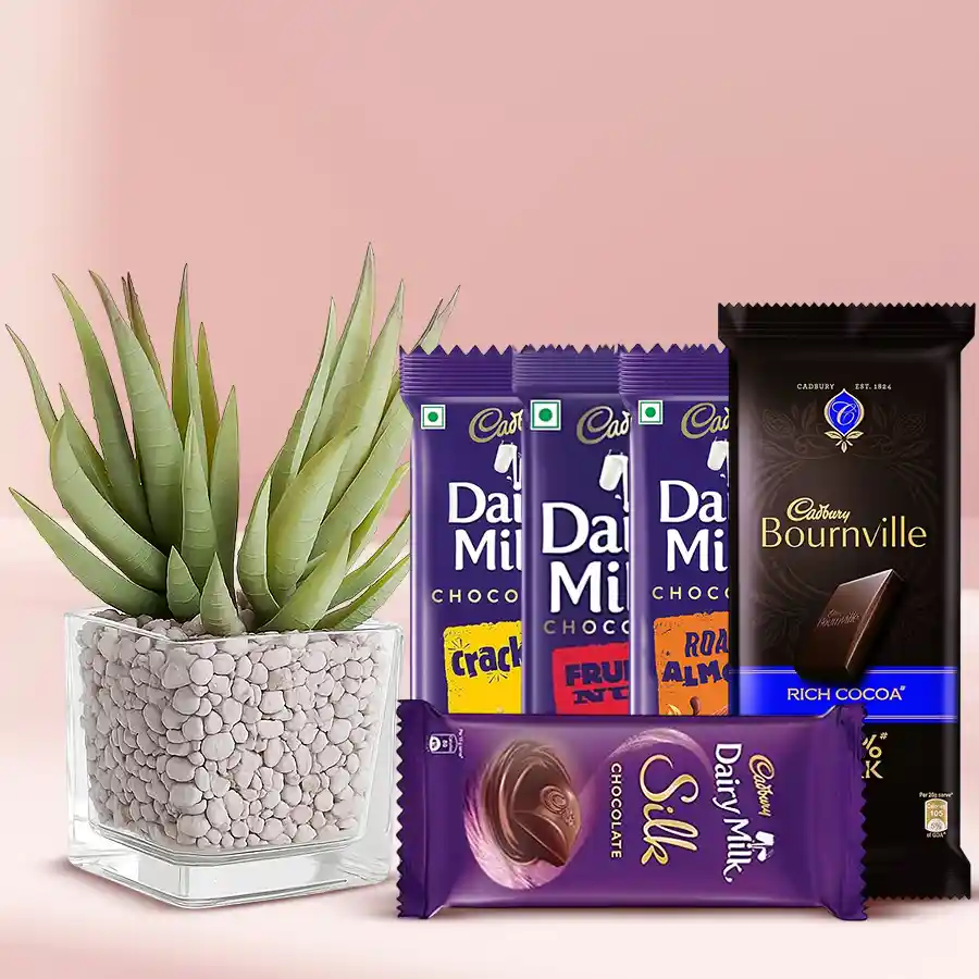 Aloe Vera plant in a stylish glass pot paired with Cadbury chocolates, a perfect gift combo for loved ones.