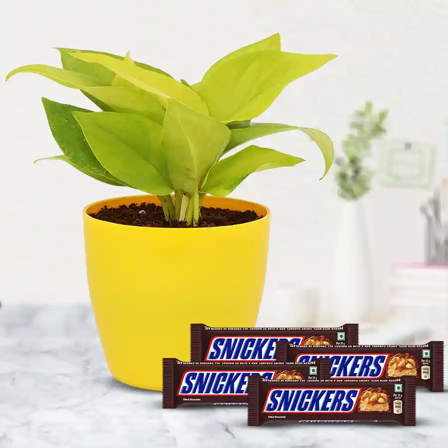 Gift set featuring a Money Plant in a plastic pot with Imported Snickers chocolates.