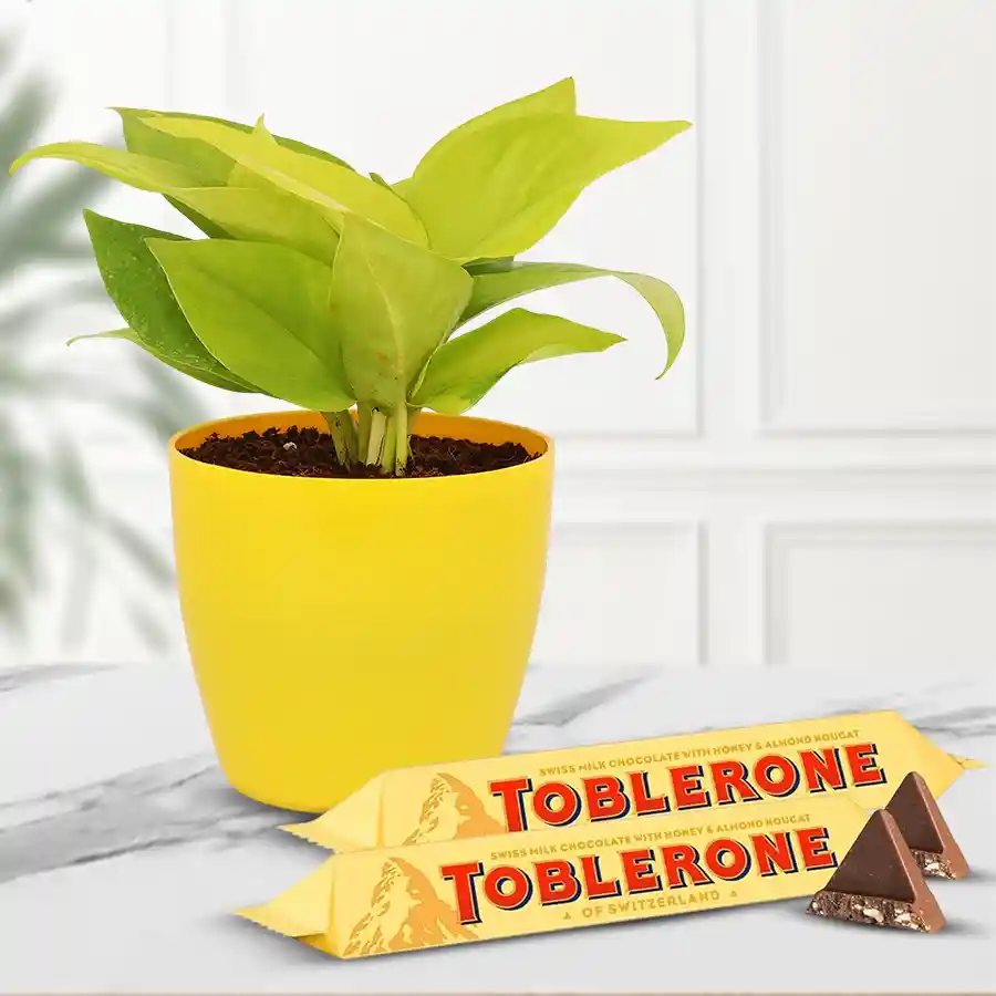 Good Luck Money Plant in plastic pot with two Toblerone chocolates.