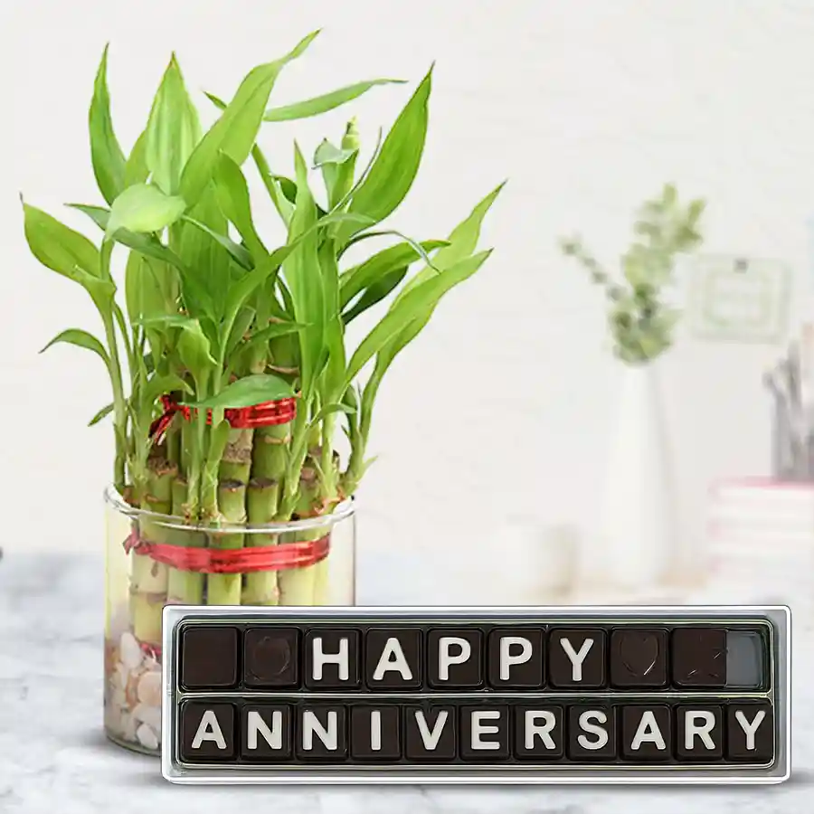 Two Layered Lucky Bamboo Plant with Handmade Chocolates in a glass pot for anniversary gifts.