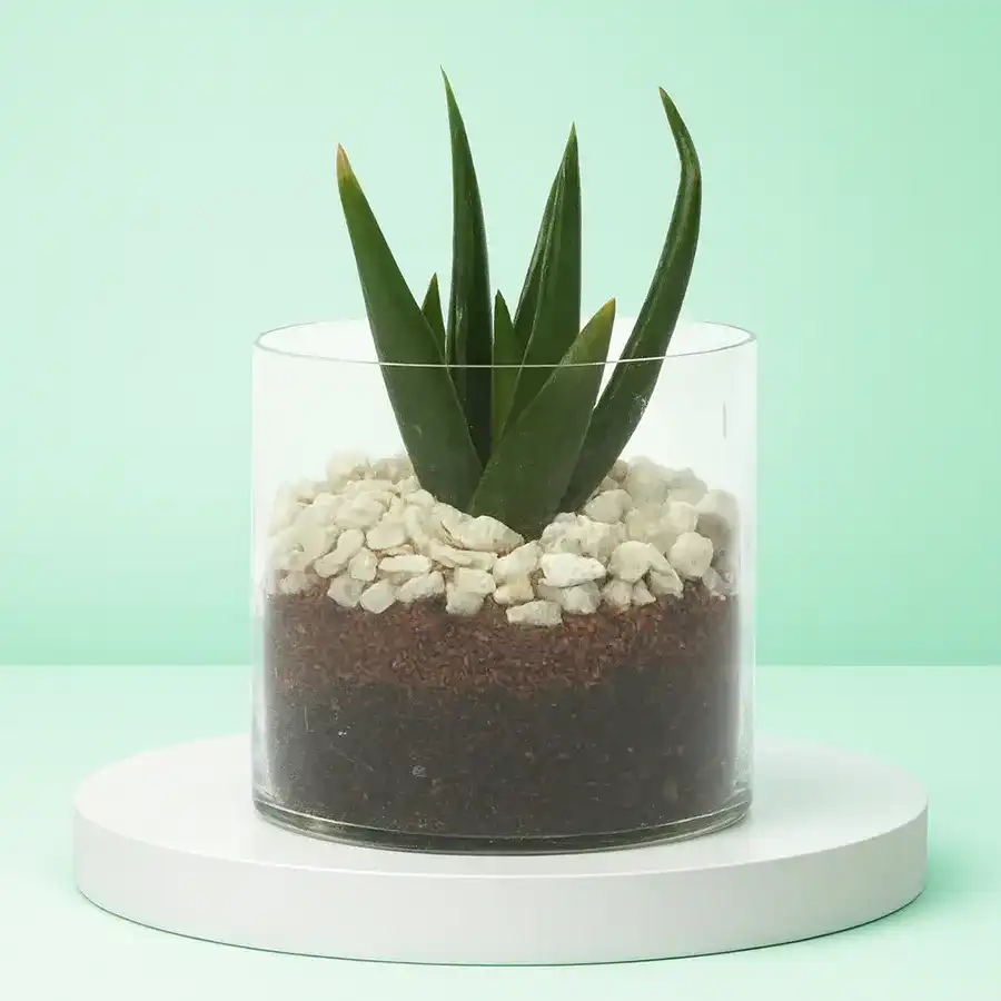 Aloe vera plant in a mini glass pot adorned with white pebbles, ideal for indoor decor.