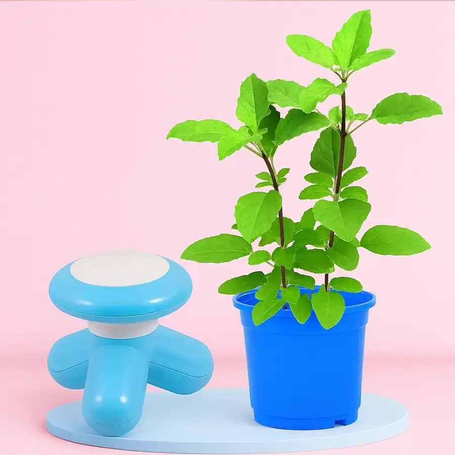 Love-Inspired Basil Plant and Electric Massager Combo in a blue tub.
