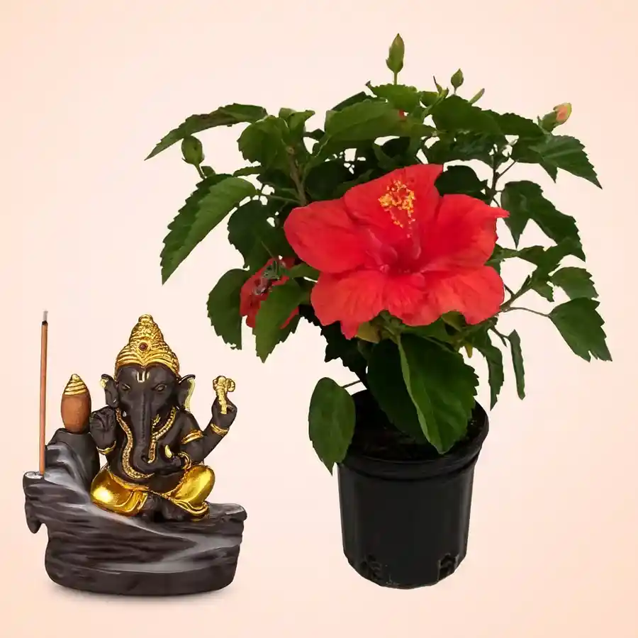 Hibiscus Plant in black tub with Bal Ganesha figurine, symbolizing wellness and harmony.