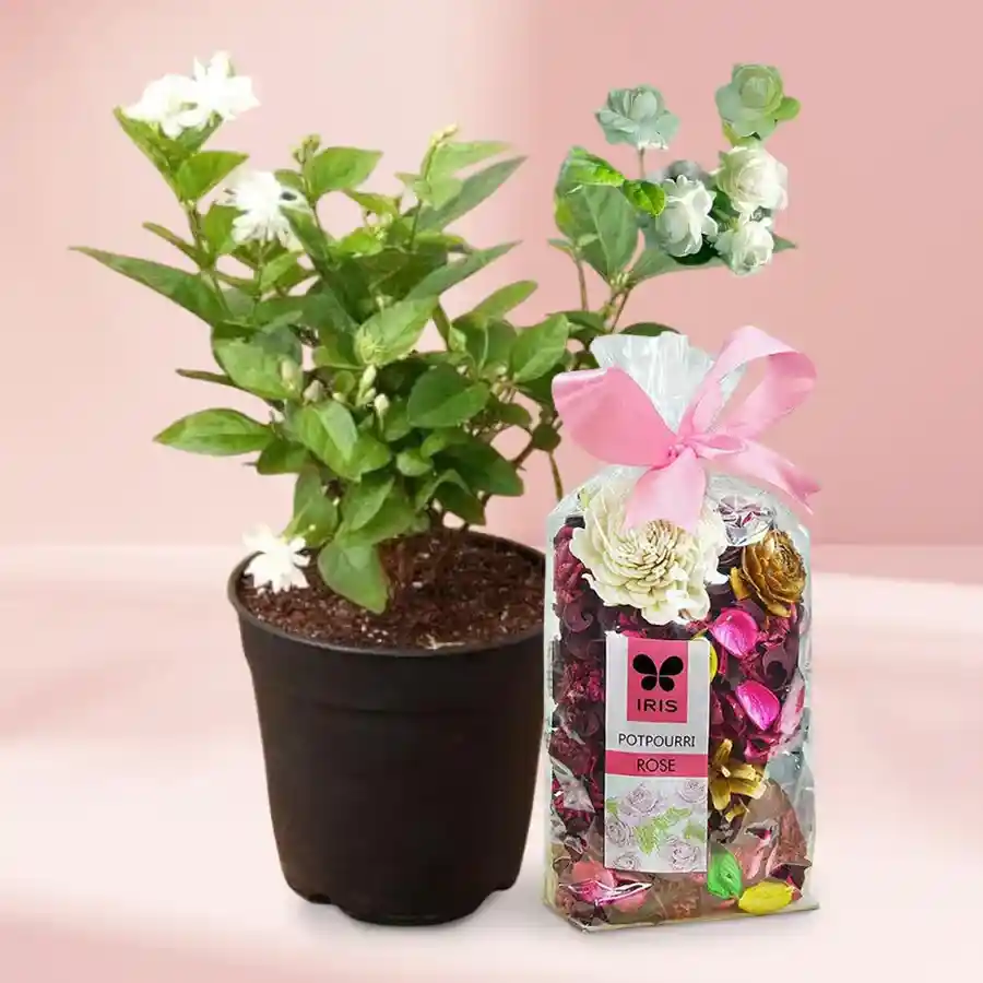 Jasmine Plant & Potpourri Gift Set in a black tub, featuring a 3-7 inch jasmine plant known for its medicinal benefits.