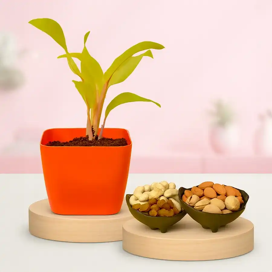 Air purifying Philodendron plant in black tub paired with assorted dry fruits.