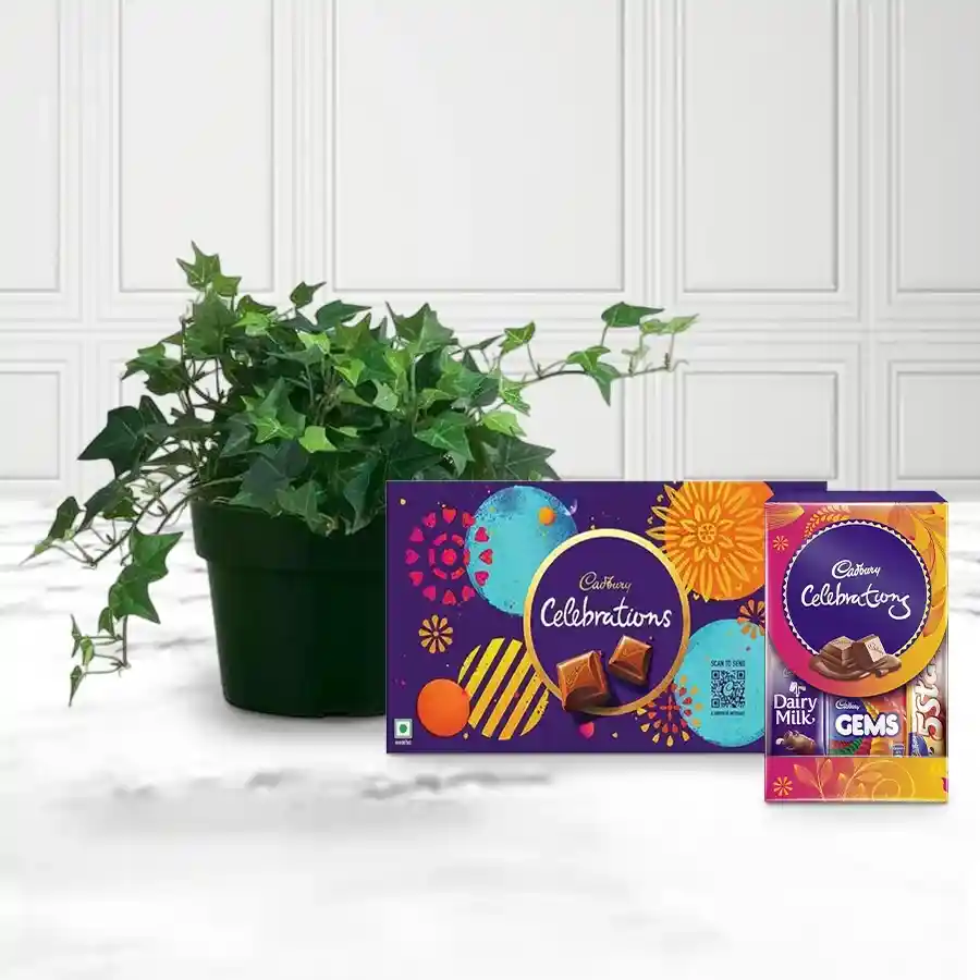 Air Purifying English Ivy Plant paired with Cadbury chocolates for a delightful celebration.