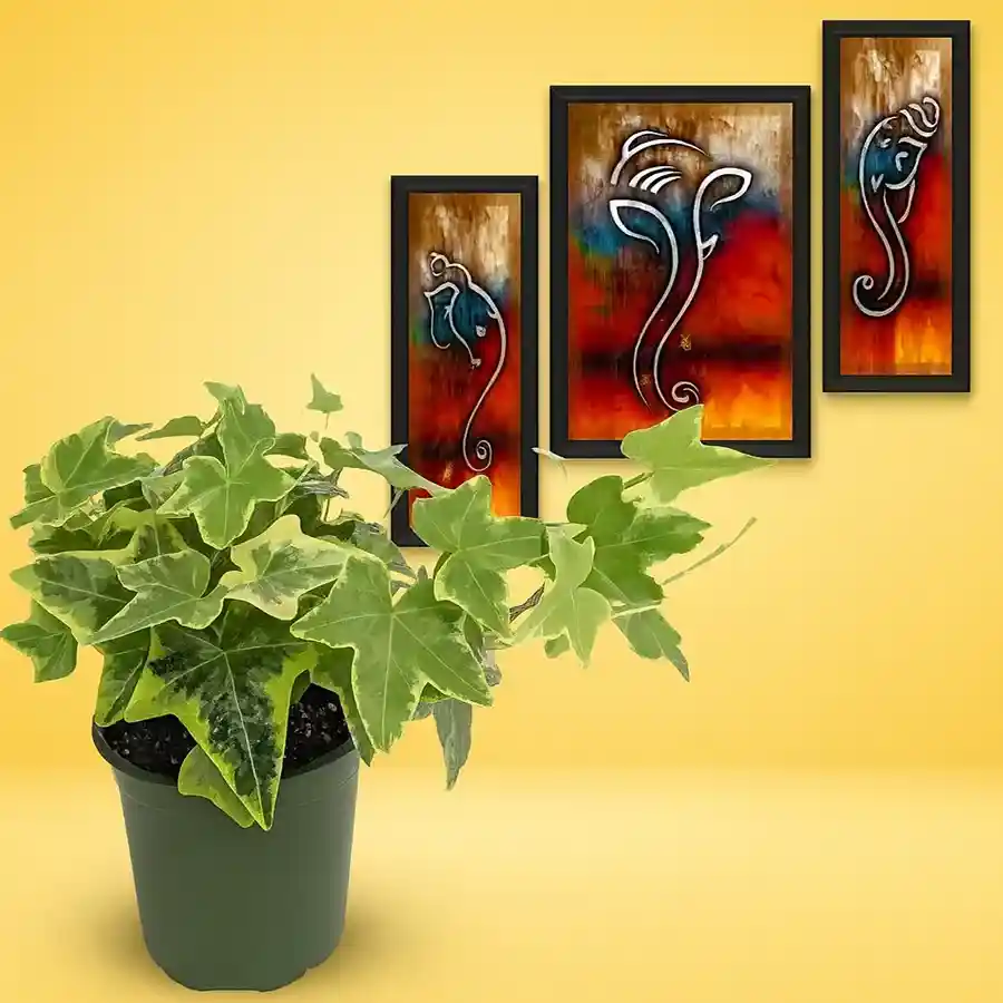 Air Purifying English Ivy plant in a black pot with Ganesha art decor, enhancing indoor air quality and aesthetics.