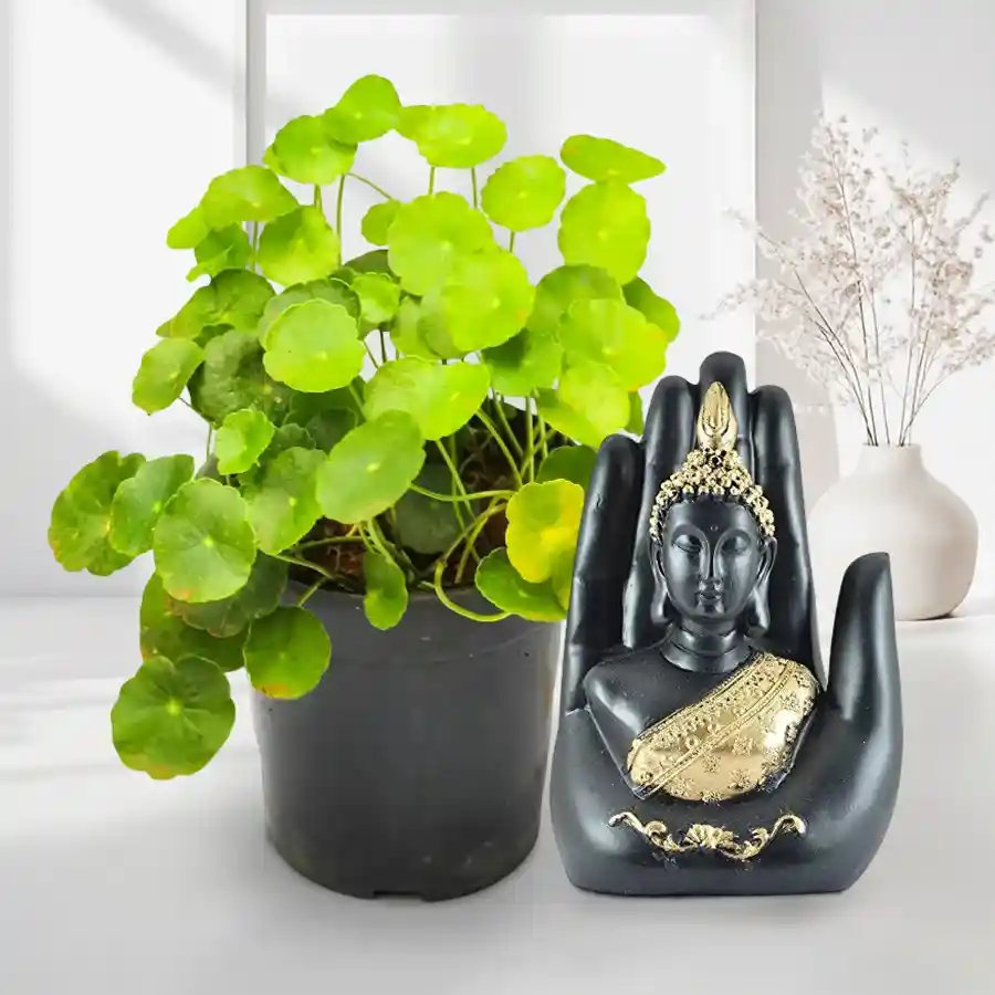 Captivating Brahmi plant in a brown pot alongside a handcrafted Palm Buddha, symbolizing peace and wellness.