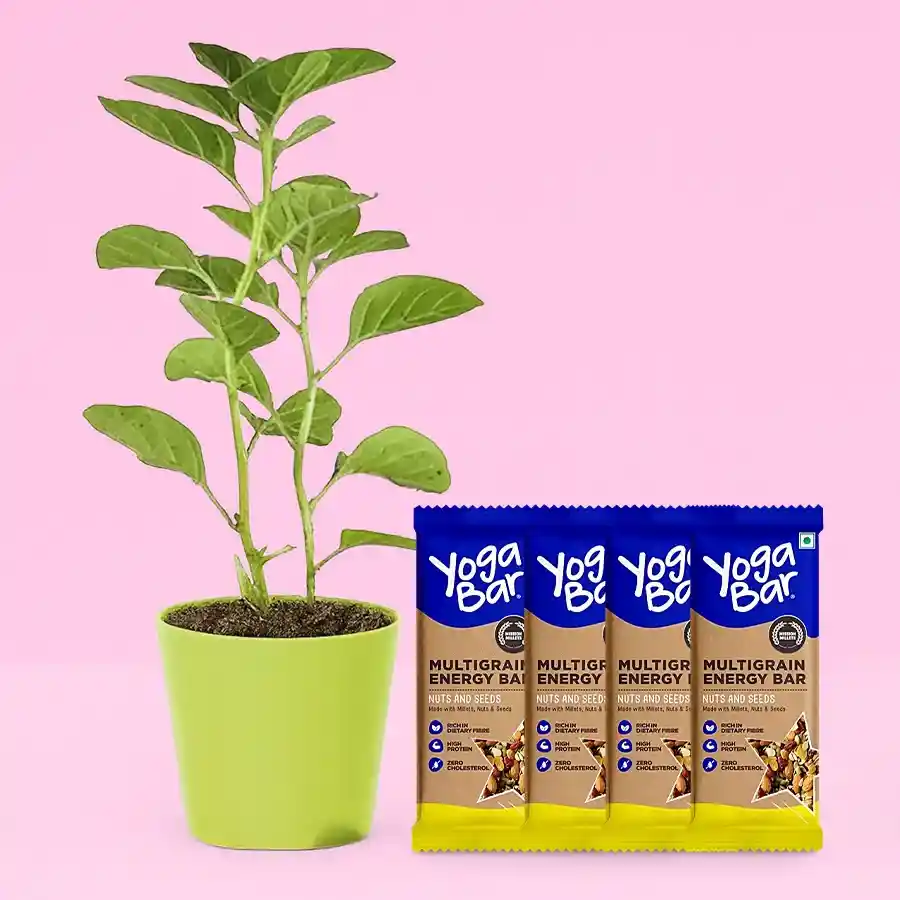 Stunning Aswagandha plant in green pot with Yoga Bar duo for wellness gift.