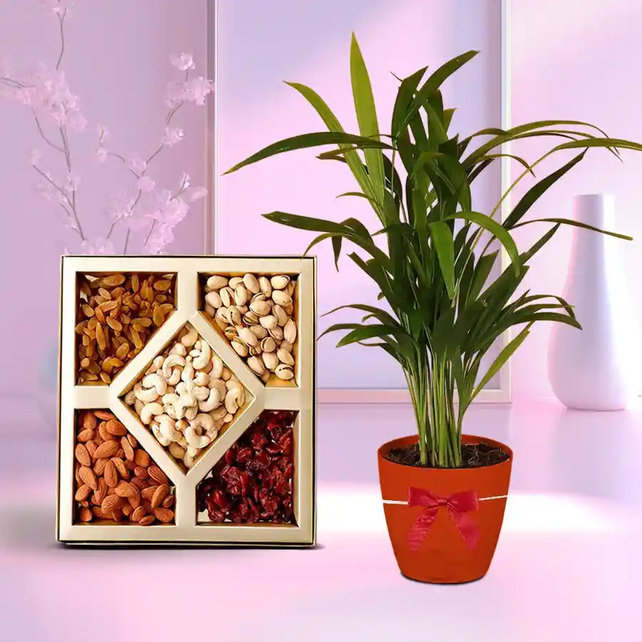A vibrant Table Palm Plant in an orange pot with assorted dry fruits.
