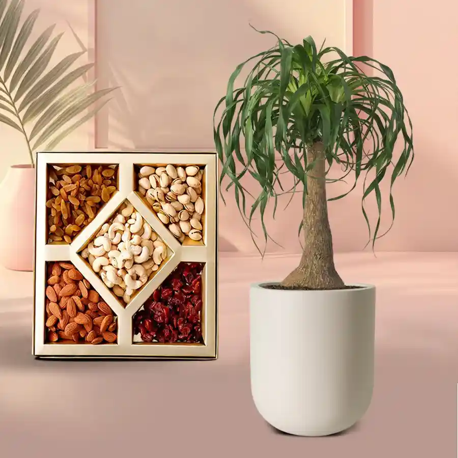 Aesthetic combo featuring a Pony Tail Palm plant in a white pot and a selection of assorted dry fruits.
