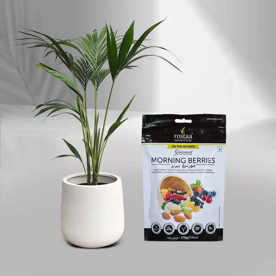 Kentia Palm Plant in white pot with Roastaa Morning Berries combo.