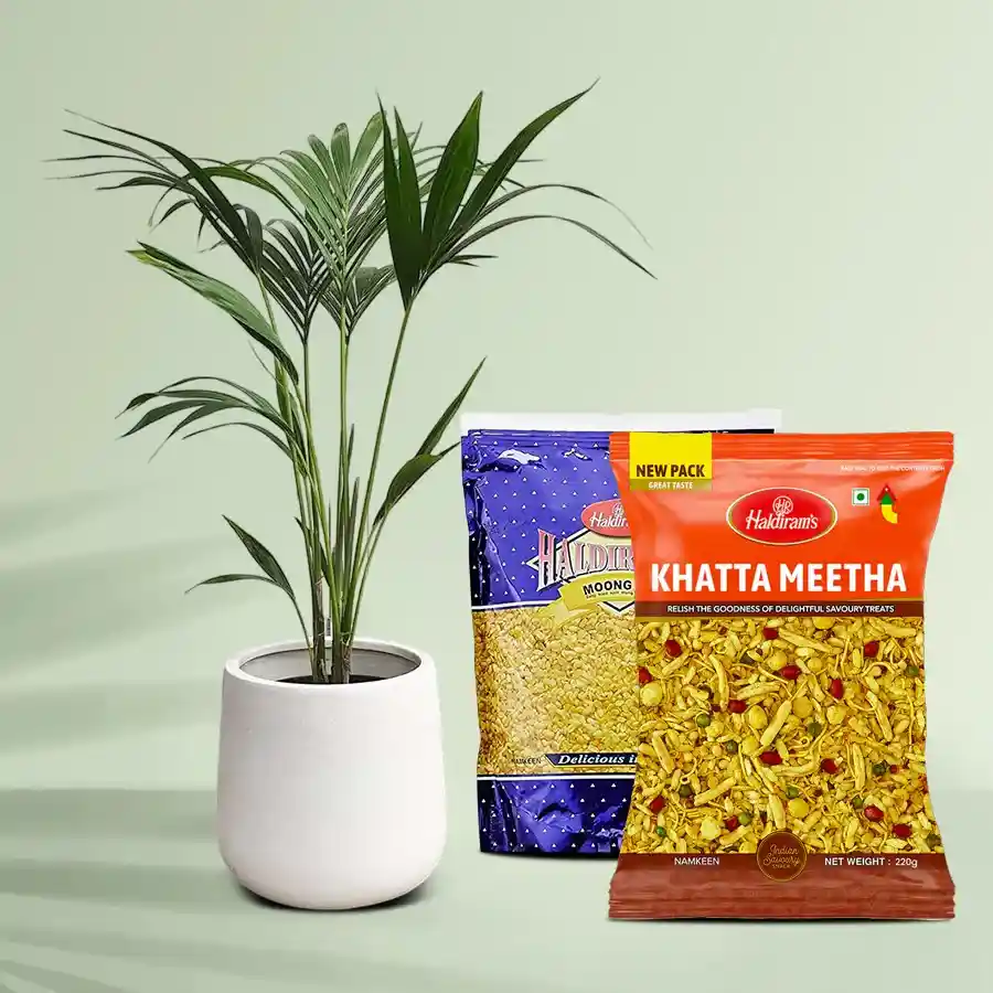 Lush Kentia Palm Plant in a white pot with Moong Dal and Khatta Meetha savories.
