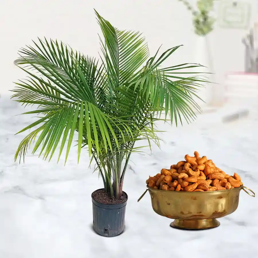 Amazing Majesty Palm Plant with Masala Cashews combo in a black pot.