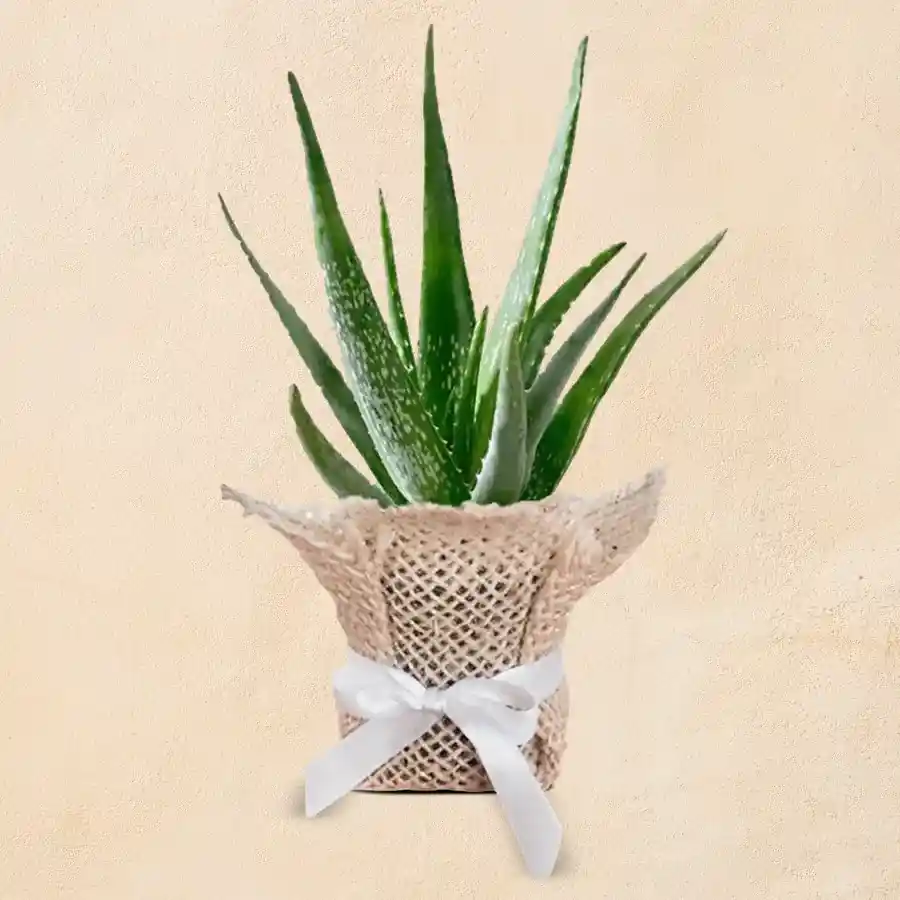 Soothing Aloe Vera plant wrapped in jute, ideal for indoor decor.