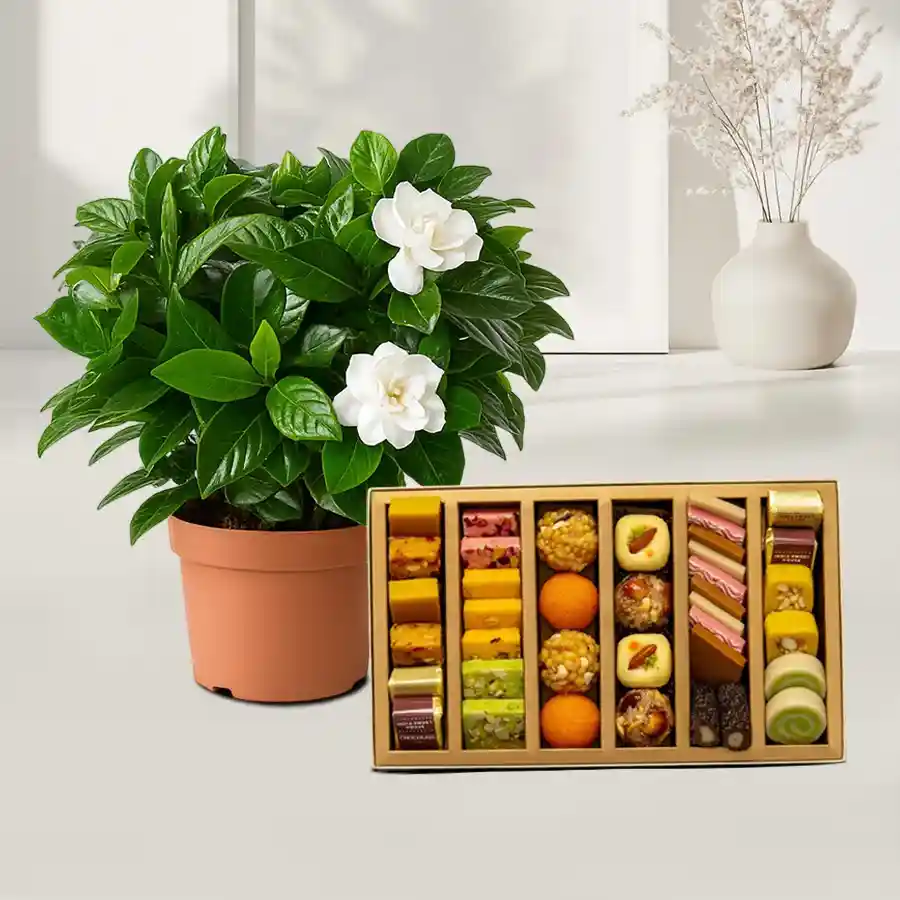 Cheerful Portulaca plant in brown pot with assorted sweets combo.