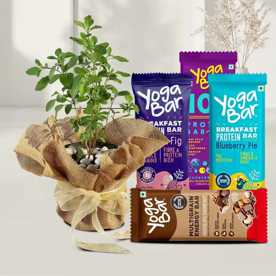 Evergreen Jute Wrapped Tulsi Plant with four Yoga Bars combo.