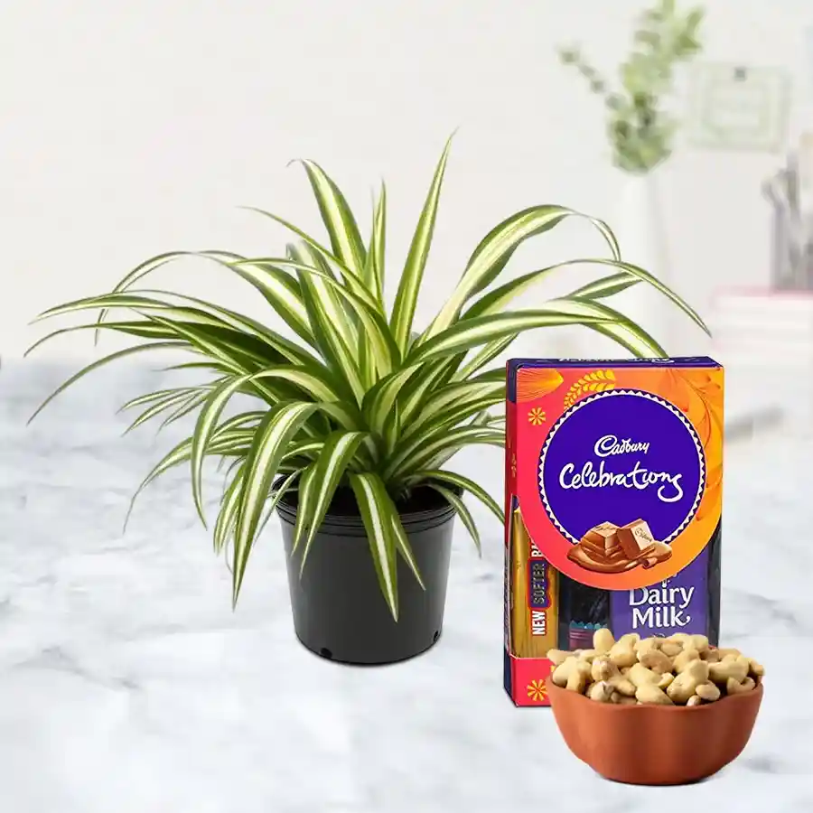 Air Purifying Spider Plant in black pot with Dairy Milk and cashew nuts.