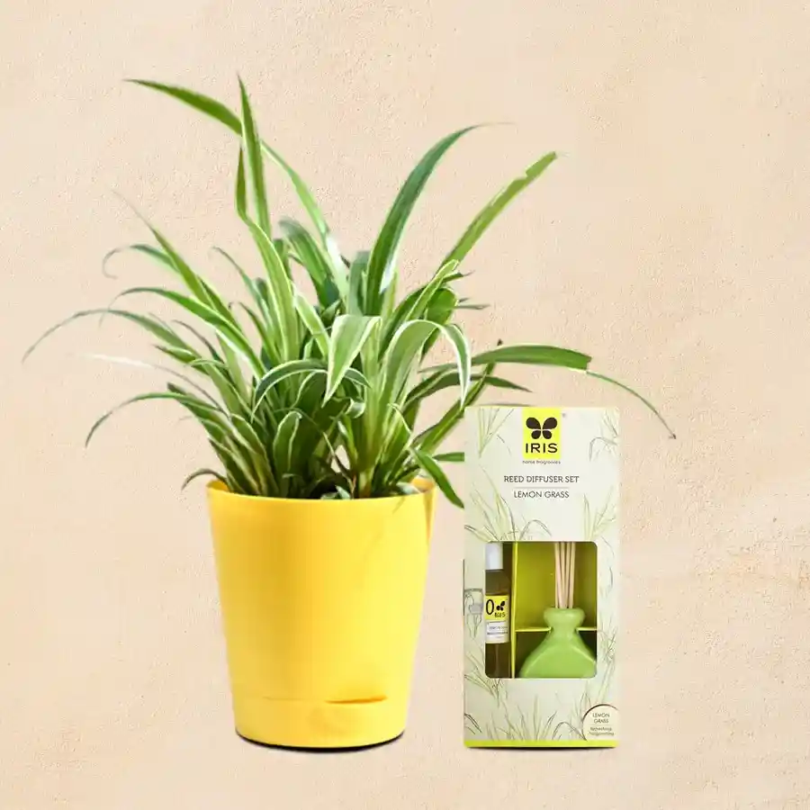 Air Purifying Spider Plant with IRIS Apple Cinnamon Reed Diffuser set in a cheerful yellow pot.