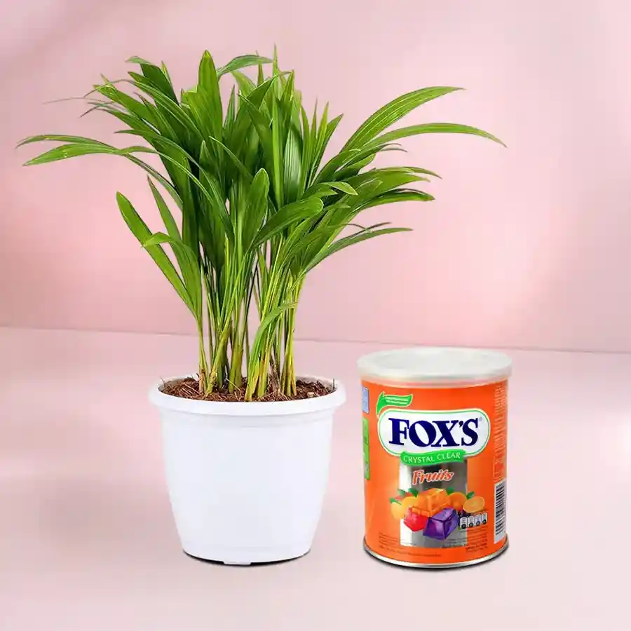 Areca Plant in a white pot paired with Foxs Candy tin in a gift set.