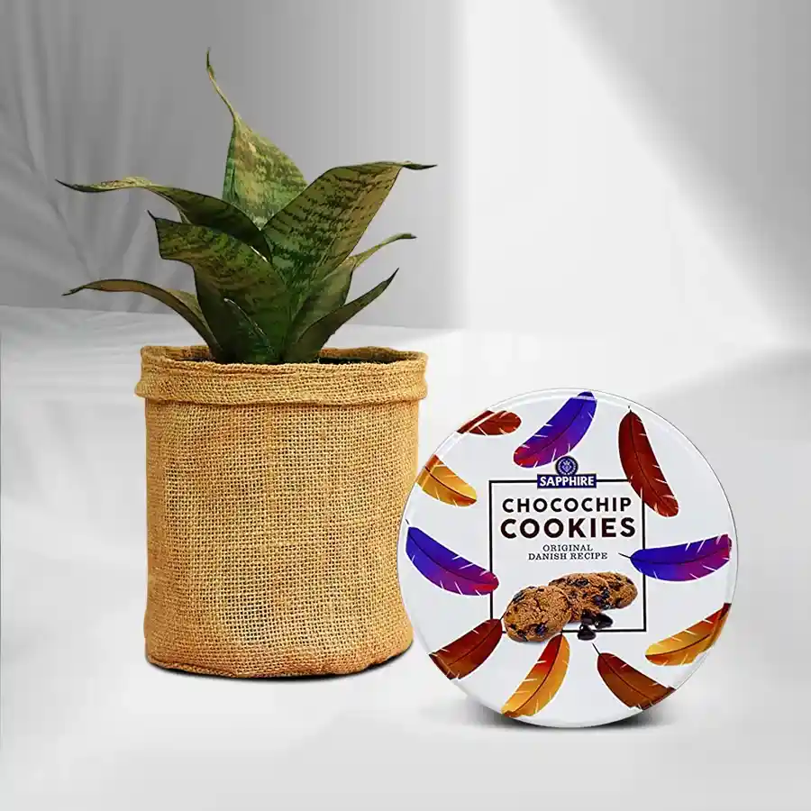 Jute-wrapped snake plant alongside Sapphire Chocochip Cookies, perfect for gifting or personal enjoyment.