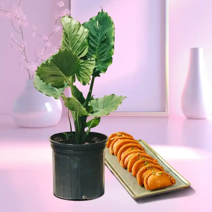 Elephant Ear Plant in black pot with Khowa Puri sweets.