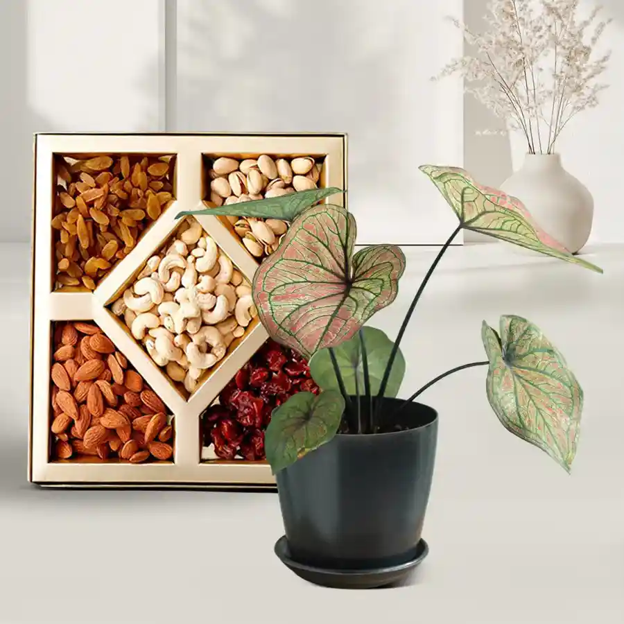 Premium Caladiums plants in a black pot with assorted dry fruits.