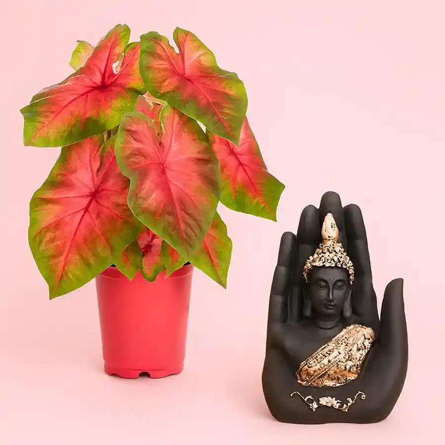 Evergreen Caladiums Plant and Handcrafted Palm Buddha Combo in a red pot.
