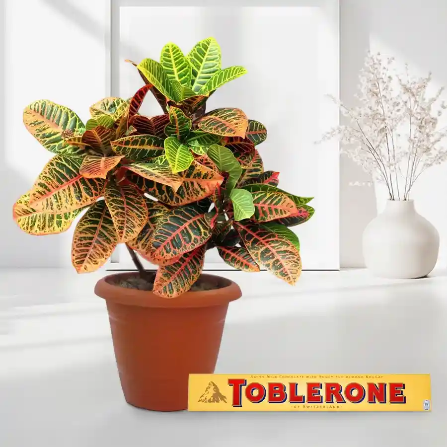 Classic Crotons plant in brown pot with Toblerone chocolate bar.