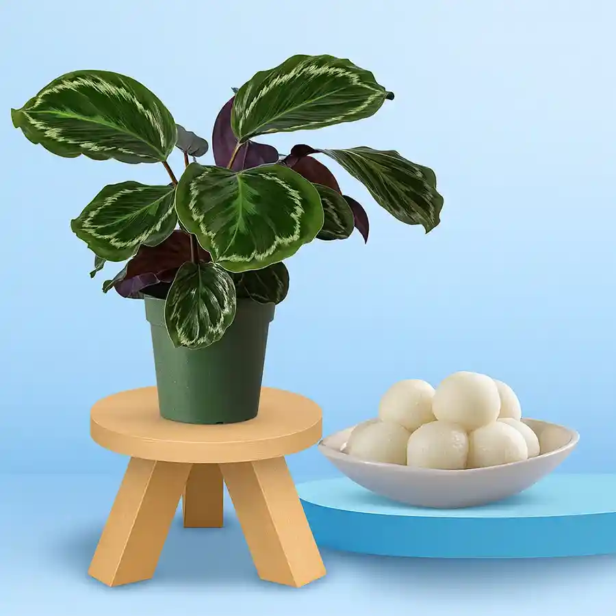 Impressive duo of Calathea plant and 1kg Rasgulla for celebrations.