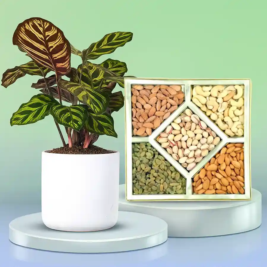 Calatheas plant in a white pot paired with assorted dry fruits.