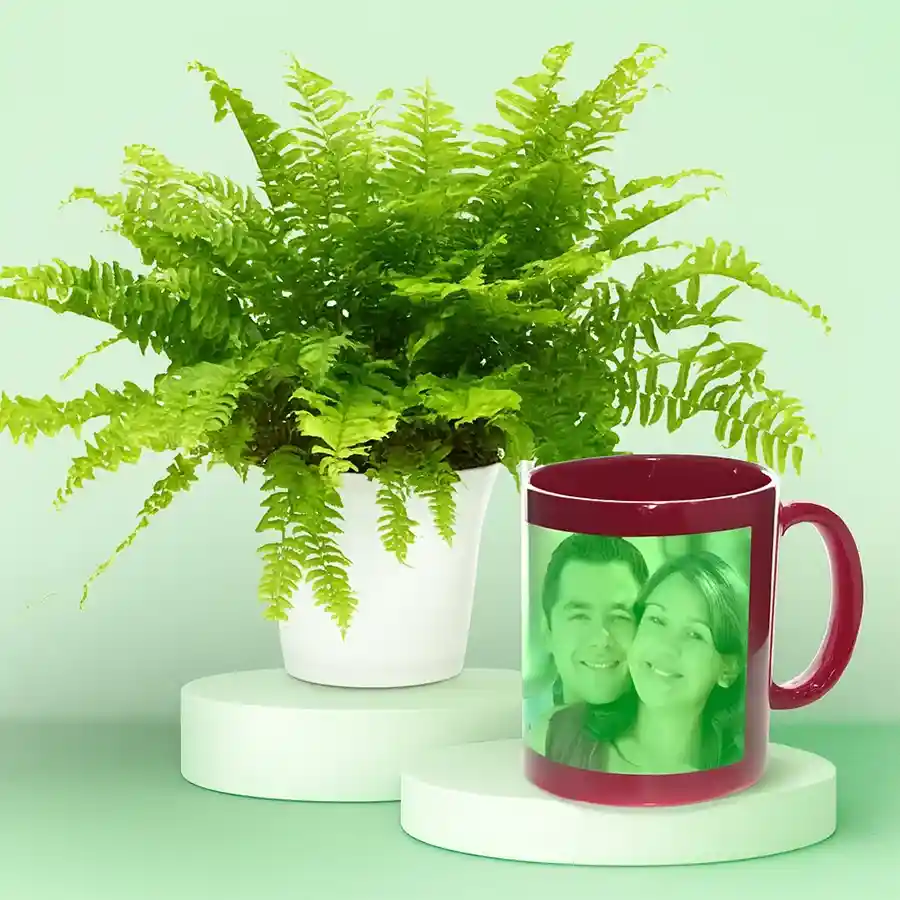 Evergreen Fern Plant in white pot with personalized Radium Mug set.