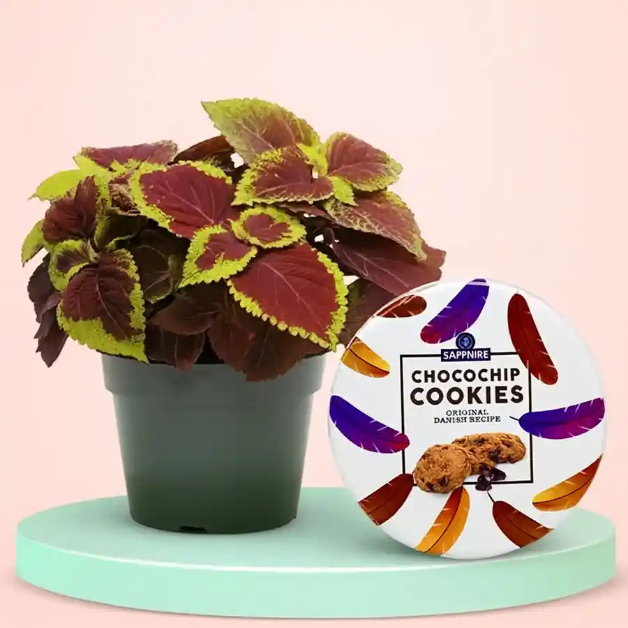 Coleus plant in a black pot paired with Sapphire Chocochip Cookies set.