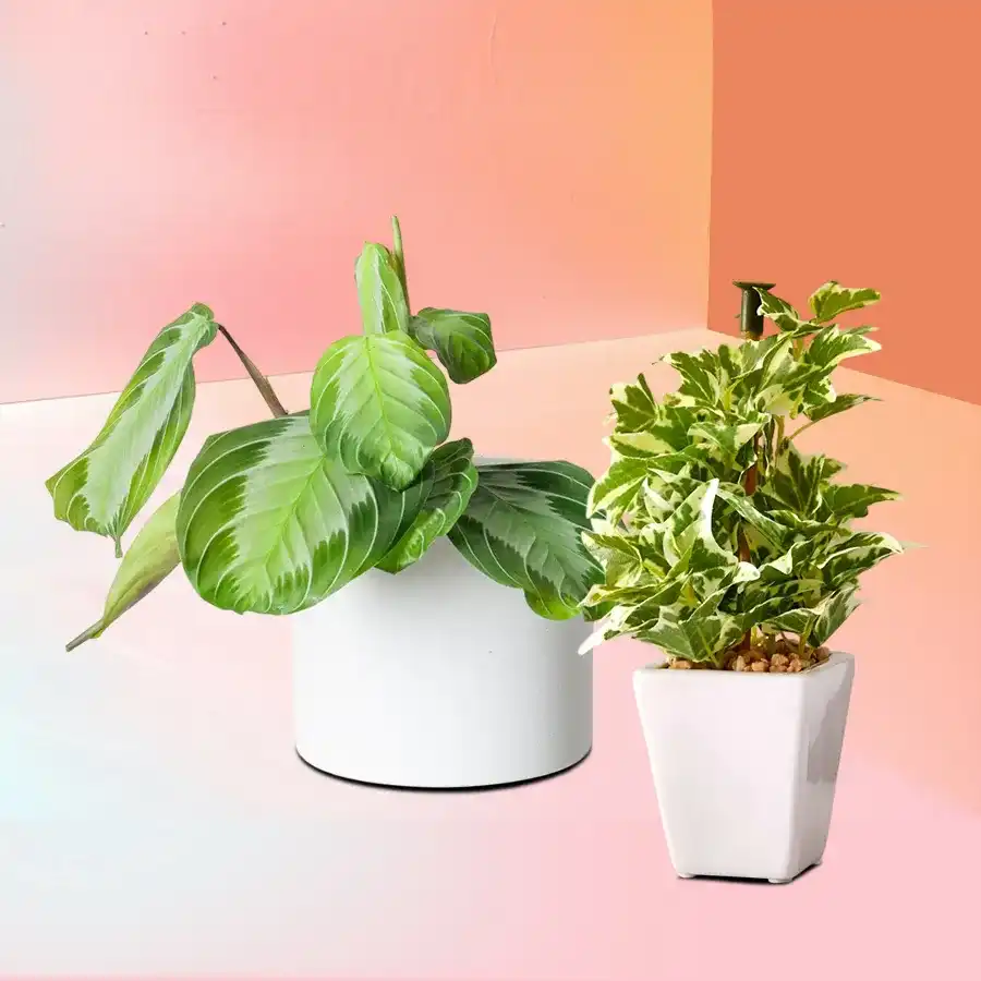 Heartfelt Greenery Gift Set featuring Maranta and Wandering Jew Plants in a plastic pot, perfect for expressing care and love.