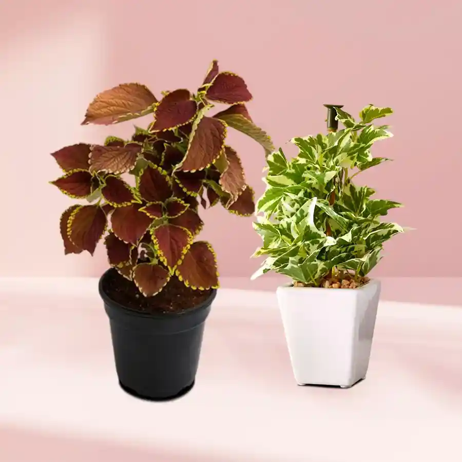 Heartfelt Coleus and Wandering Jew Plant Duo in plastic pots.