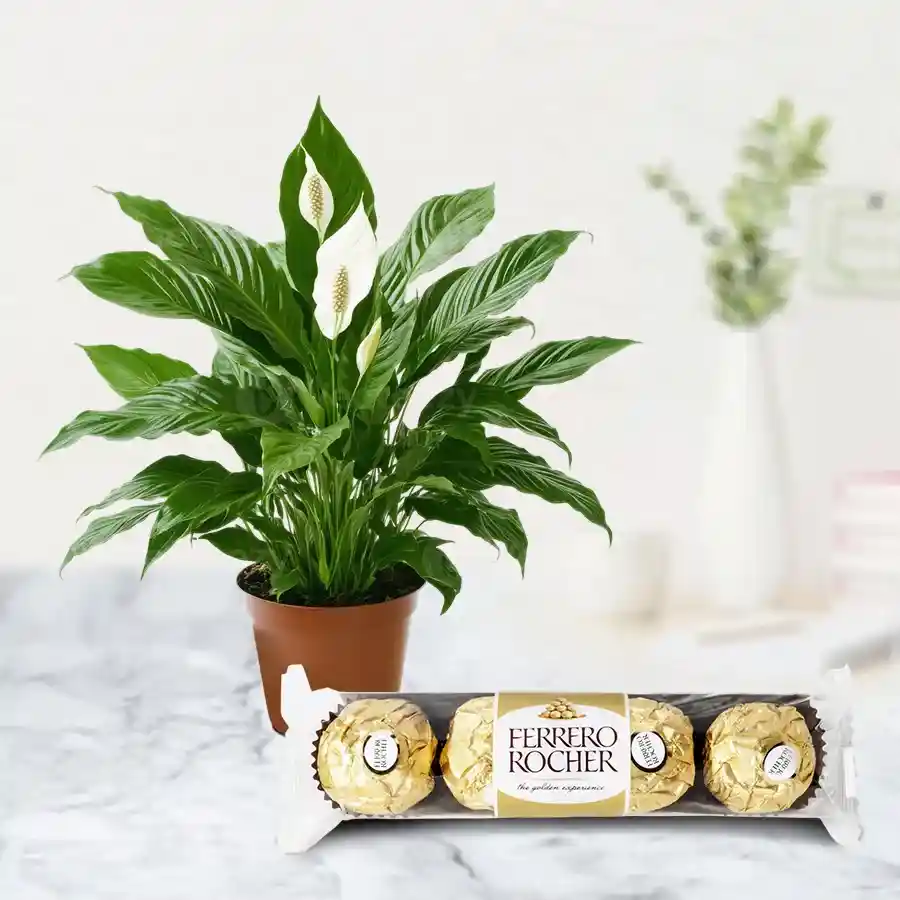 Enchanted lily plant in a brown tub paired with Ferrero Rocher chocolates.