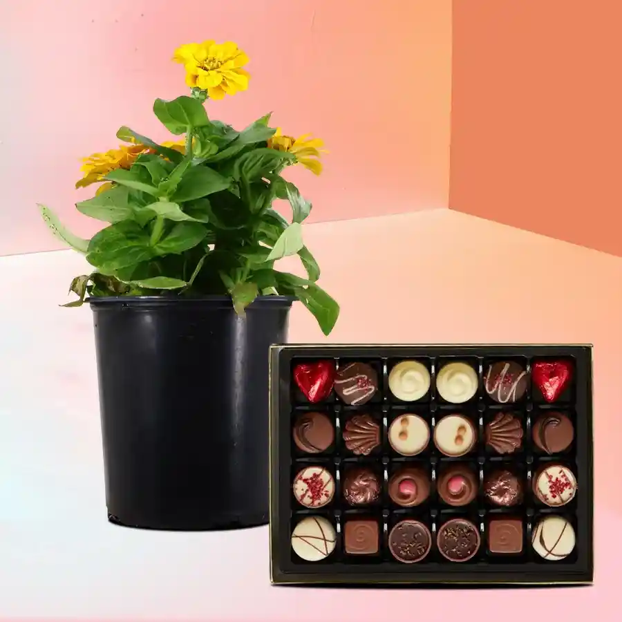 Zinnia plant in a black tub with assorted homemade chocolates, perfect gift for loved ones.